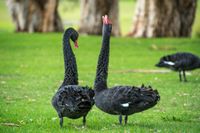bird-couple-australia-black-56838.jpg
