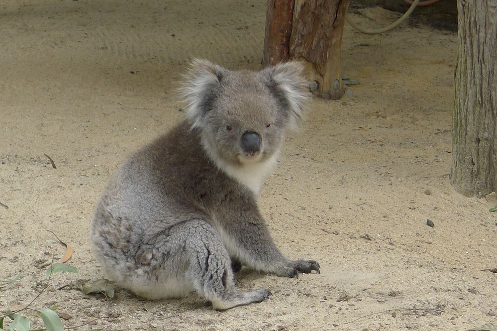 koala-1186186_1920.jpg